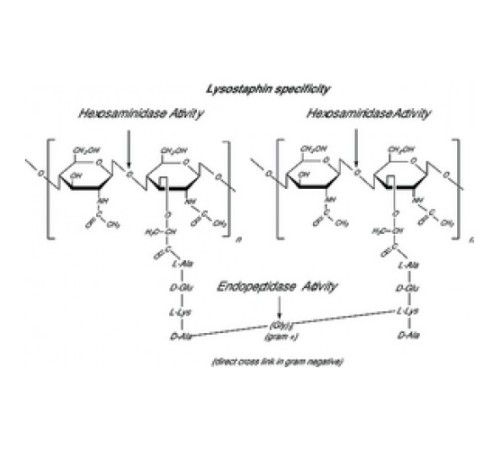 Лизостафин из Staphylococcus staphylolyticusBioUltra, 97% (SDS-PAGE), белок 40-60% В биурете, 2000 Единиц / мг белка Sigma L4402