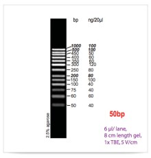 Маркер длин ДНК GeneRuler 50 bp, 13 фрагментов от 50 до 1000 п.н., 0,5 мкг/мкл, Thermo FS