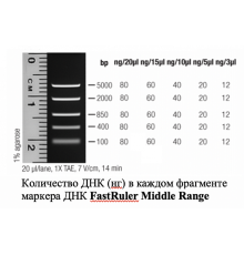 Маркер длин ДНК FastRuler Middle Range, 5 фрагментов от 50 до 1500 п.н., готовый к применению, Thermo FS